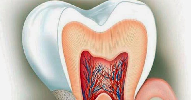 Дентин: види, склад і будова дентину зуба » журнал здоров'я iHealth 
